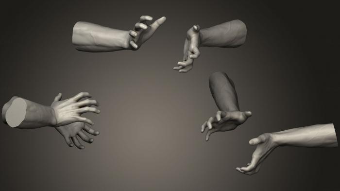 نموذج ثلاثي الأبعاد لآلة CNC تشريح الهياكل العظمية والجماجم أيدي الذكور 12